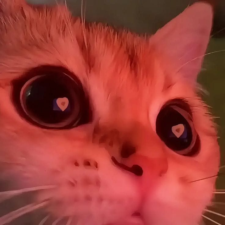 cat1