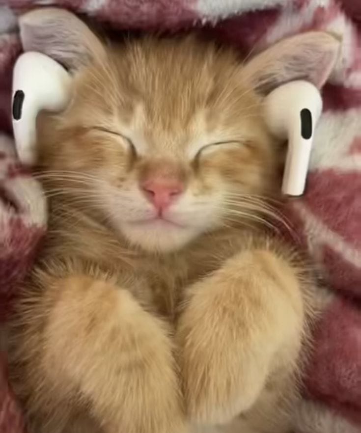 cat2