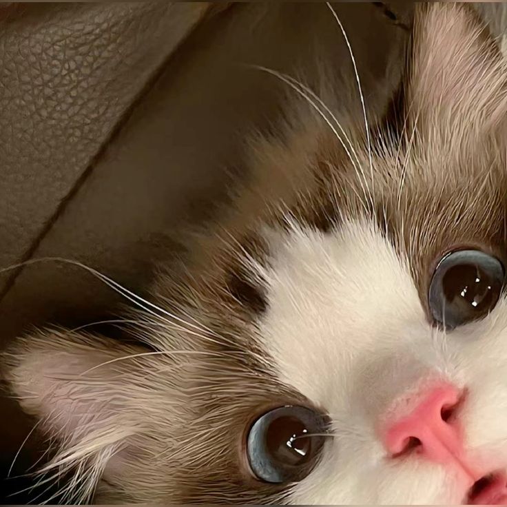 cat4